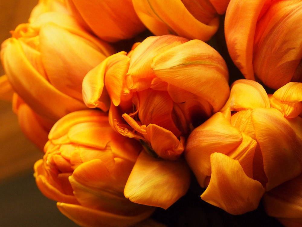 Flora, Tulips | Yvanne Teo