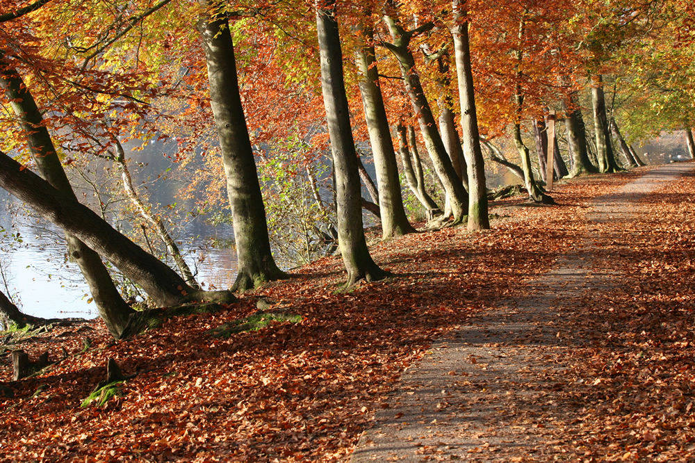 Autumn | Yvanne Teo