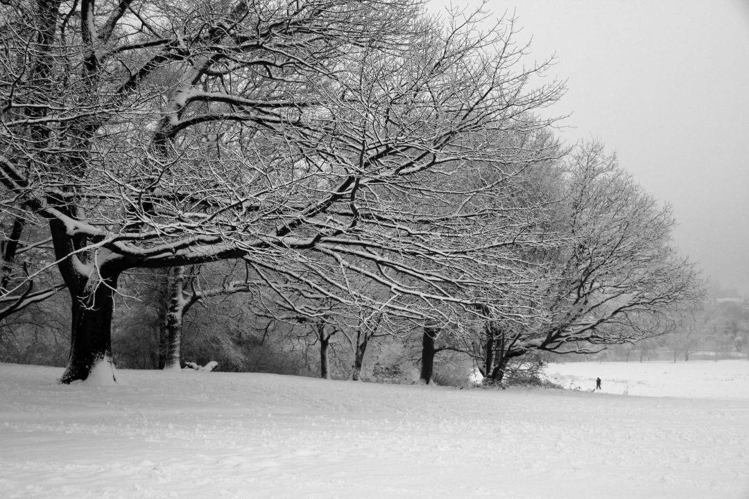 Hampstead Heath in the snow | Yvanne Teo