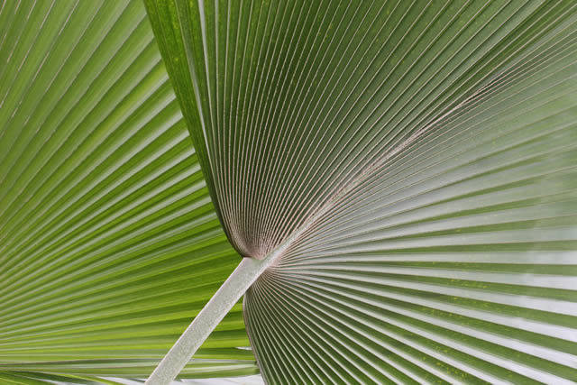Palm leaves, Kew Gardens, UK | Yvanne Teo