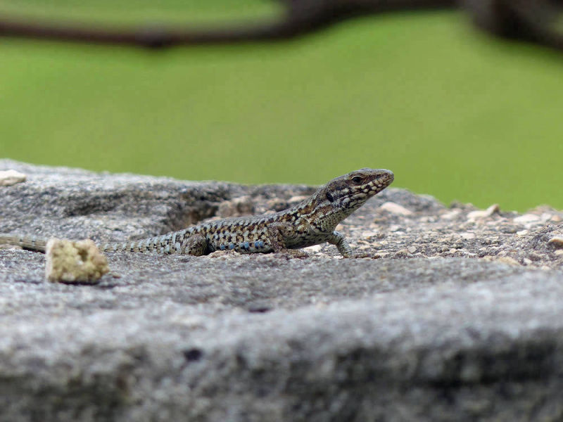 Nature - Lizard | Yvanne Teo