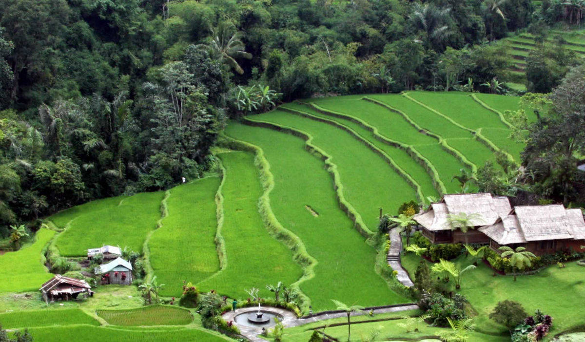 Rice fields | Yvanne Teo