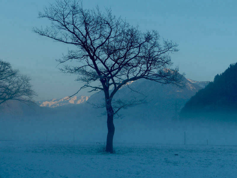 Lone tree in freezing mist | Yvanne Teo