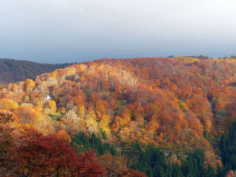 Autumn Forest Nozawaonsen, Japan | Yvanne Teo