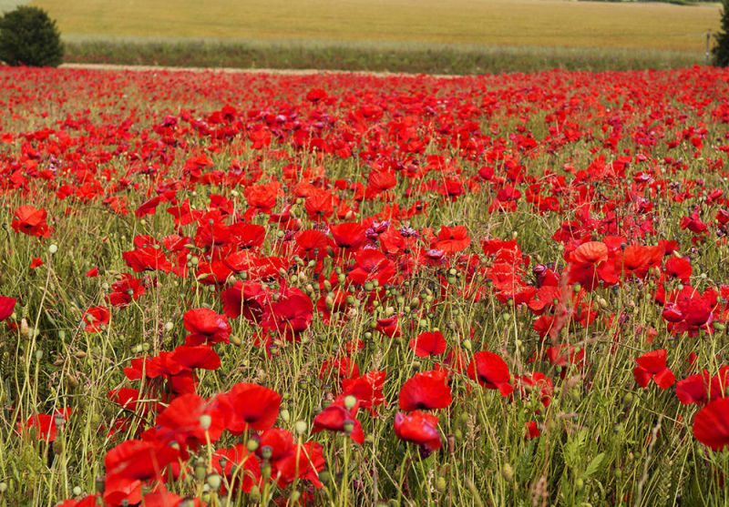 Poppy Field, Cotswolds, UK