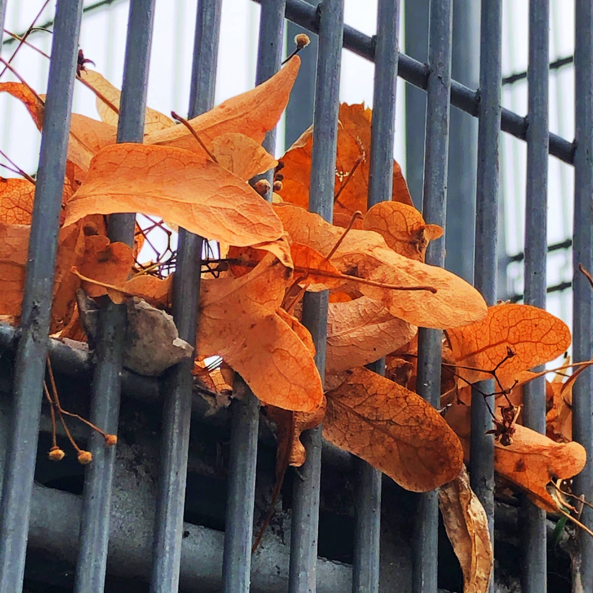 Autumn Leaves | YT Photography | Yvanne Teo